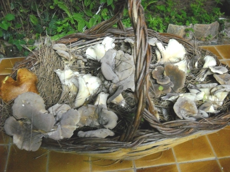 Cesto Funghi 2009